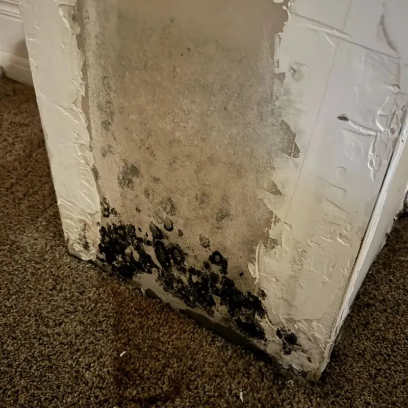 Professional Mold Removal in Krum, TX